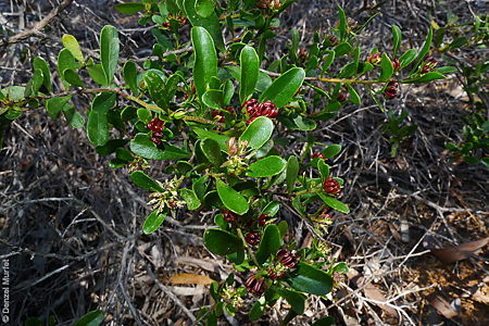 Dodonaea bursariifolia male flower Denzel Murfet Bascombe Well CP